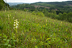 KA_120614_2597 / Platanthera montana / Grov nattfiol
