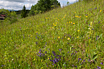 KA_120614_2604 / Platanthera montana / Grov nattfiol