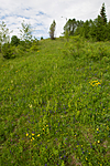 KA_120614_2609 / Platanthera montana / Grov nattfiol