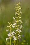 KA_120617_2840 / Platanthera montana / Grov nattfiol