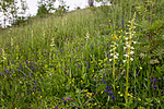 KA_120617_2842 / Platanthera montana / Grov nattfiol