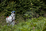 KA_120627_2616 / Heracleum mantegazzianum / Kjempebjørnekjeks