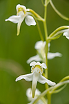 KA_120628_2640 / Platanthera montana / Grov nattfiol