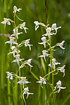 KA_120628_2641 / Platanthera montana / Grov nattfiol