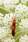 KA_120710_2870 / Rhagonycha fulva <br /> Seseli libanotis / Hjorterot
