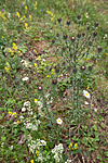 KA_120710_2900 / Carlina vulgaris / Stjernetistel <br /> Carlina vulgaris longifolia / Stor stjernetistel