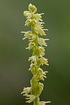 KA_120713_4724 / Herminium monorchis / Honningblom