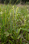 KA_120713_4729 / Herminium monorchis / Honningblom