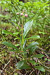 KA_120713_4737 / Chimaphila umbellata / Bittergrønn