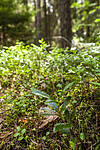 KA_120713_4741 / Chimaphila umbellata / Bittergrønn