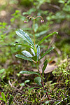 KA_120713_4747 / Chimaphila umbellata / Bittergrønn