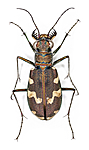KA_120807_maritima_dorsal / Cicindela maritima / Elvesandjeger