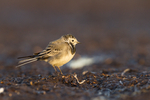 KA_120907_5982 / Motacilla alba / Linerle