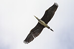 KA_120908_6053 / Ardea cinerea / Gråhegre