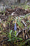 KA_120920_4147 / Gentiana pneumonanthe / Klokkesøte