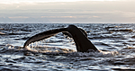 KA_130204_0387 / Megaptera novaeangliae / Knølhval