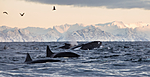 KA_130204_0471 / Megaptera novaeangliae / Knølhval <br /> Orcinus orca / Spekkhogger