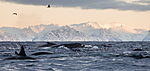 KA_130204_0472 / Megaptera novaeangliae / Knølhval <br /> Orcinus orca / Spekkhogger