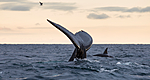 KA_130204_0485 / Megaptera novaeangliae / Knølhval <br /> Orcinus orca / Spekkhogger