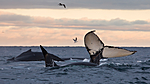 KA_130204_0488 / Megaptera novaeangliae / Knølhval <br /> Orcinus orca / Spekkhogger