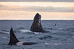KA_130204_0492 / Megaptera novaeangliae / Knølhval <br /> Orcinus orca / Spekkhogger