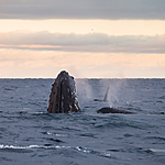 KA_130204_0494 / Megaptera novaeangliae / Knølhval <br /> Orcinus orca / Spekkhogger