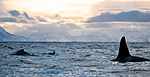KA_130204_0578 / Megaptera novaeangliae / Knølhval <br /> Orcinus orca / Spekkhogger