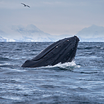 KA_130204_0627 / Megaptera novaeangliae / Knølhval