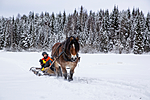 KA_130208_1056 / Equus caballus / Hest