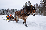 KA_130208_1058 / Equus caballus / Hest