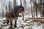 KA_130208_1063 / Equus caballus / Hest