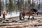 KA_130208_1075 / Equus caballus / Hest