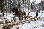 KA_130208_1077 / Equus caballus / Hest