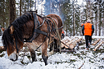 KA_130208_1084 / Equus caballus / Hest