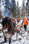 KA_130208_1088 / Equus caballus / Hest