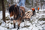 KA_130208_1089 / Equus caballus / Hest