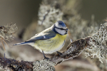 KA_130328_6413 / Cyanistes caeruleus / Blåmeis