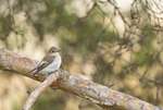 KA_130516_6608 / Ficedula hypoleuca / Svarthvit fluesnapper