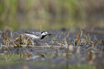 KA_130610_6840 / Motacilla alba / Linerle