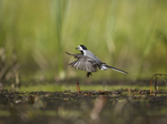 KA_130610_6844 / Motacilla alba / Linerle