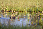 KA_130612_2452 / Gavia stellata / Smålom