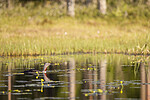 KA_130612_2466 / Gavia stellata / Smålom