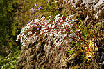 KA_130722_2072 / Saxifraga cotyledon / Bergfrue