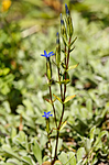 KA_130723_2194 / Gentiana nivalis / Snøsøte