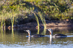 KA_130806_1678 / Gavia stellata / Smålom