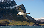 KA_130813_2683 / Fulmarus glacialis / Havhest