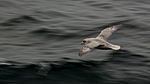 KA_130814_2710 / Fulmarus glacialis / Havhest