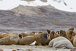 KA_130815_2867 / Larus hyperboreus / Polarmåke <br /> Odobenus rosmarus / Hvalross