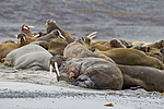 KA_130815_2871 / Odobenus rosmarus / Hvalross