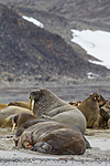 KA_130815_2877 / Odobenus rosmarus / Hvalross